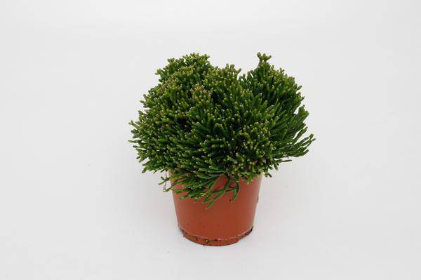 Binsenkaktus – Hatiora salicornioides – Ø12cm – ca. 15cm hoch – Exotische Zimmerpflanze mit bizarrer Struktur – Pflegeleicht & dekorativ