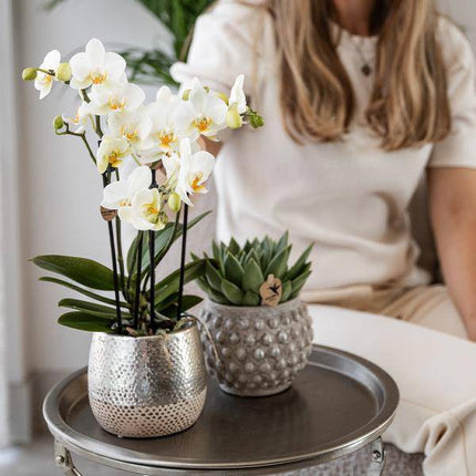 Elite Pflanztopf Silber Ø12cm – glänzender Keramik Übertopf – luxuriöser Blumentopf für Zimmerpflanzen & Kräuter