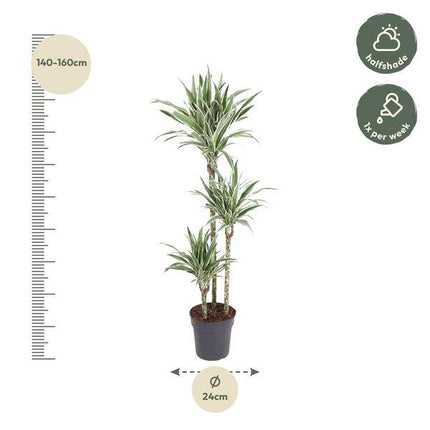 Drachenbaum – Dracaena White Stripe 150cm – Ø24cm – Zimmerpflanze mit grünen Blättern & weißen Streifen – Elegante pflegeleichte Dekopflanze für Wohnzimmer, Büro & Wintergarten