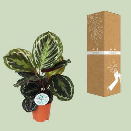 Korbmarante Calathea Medaillon – Zimmerpflanze Ø14cm – ca. 45cm hoch – Exotische Blattpflanze mit lebhaften Mustern – Pflegeleicht im Halbschatten