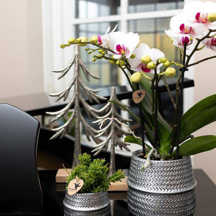Weiße Phalaenopsis-Orchidee ‘Mineral Gibraltar’ – Blühende Zimmerpflanze – Ø9 cm-Topf – Elegante & langlebige Blüten – Orchidee für Fensterbank & Wohnraum
