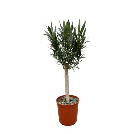 Rosenlorbeer – Nerium Oleander auf Stiel 110cm – Ø22cm – Immergrüne Kübelpflanze mit rosa Blüten – Mediterrane Zierpflanze für Garten, Terrasse & Balkon – Duftend & pflegeleicht