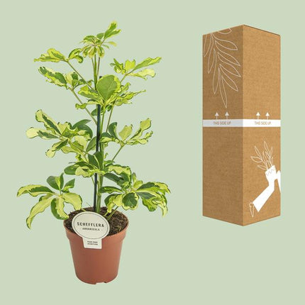 Strahlenaralie – Schefflera Charlotte – Zimmerpflanze – Ø13cm – ca. 45cm hoch – luftreinigende Grünpflanze für Zuhause & Büro