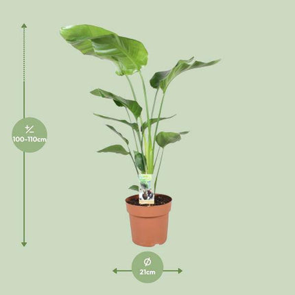 Baum-Strelitzie – Strelitzia Nicolai – Zimmerpflanze – Ø21cm – 90cm hoch – tropische Paradiesvogelblume – pflegeleichte Grünpflanze für Wohnzimmer & Büro