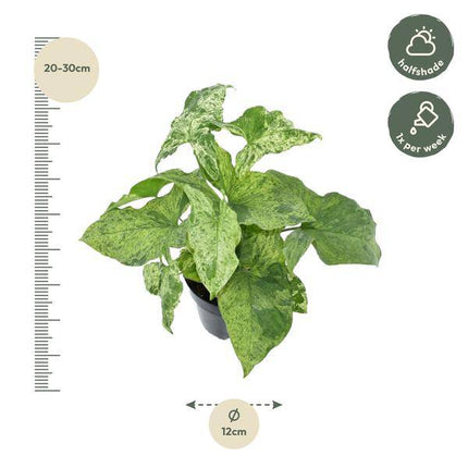 Syngonium Mottled – Purpurtute – Zimmerpflanze – ↕25cm – Ø12cm – Tropische Kletterpflanze mit marmorierten Blättern – Pflegeleicht & dekorativ