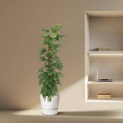 Fensterblatt – Monstera Monkey Leaf – Zimmerpflanze am Moosstock – ca. 180cm Höhe – Ø27cm – tropische Rankpflanze für Innenräume
