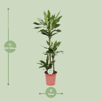 Drachenbaum – Dracaena Janet Lind – Zimmerpflanze – Ø24cm – ↕130cm – Pflegeleichte Grünpflanze für Zuhause & Büro
