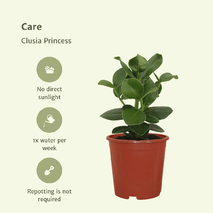 Signaturbaum Clusia Princess Zimmerpflanze Ø12cm ↕15cm – pflegeleichte Grünpflanze für Wohnzimmer, Büro & helle Standorte kaufen