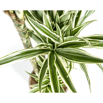 Drachenbaum Dracaena Deremensis White Stripe – Zimmerpflanze – Ø27 cm – Höhe 180 cm – Elegante Blattzeichnung & pflegeleicht