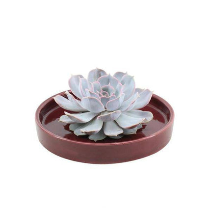 Sukkulente – Echeveria lilacina ROOTLESS – Ø20cm Schale „Rot“ – Zimmerpflanze ohne Wurzeln – Pflegeleichte Schnitt-Sukkulente als Tischdeko & Geschenkidee