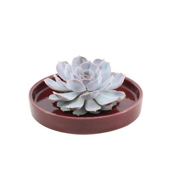 Sukkulente – Echeveria lilacina ROOTLESS – Ø20cm Schale „Rot“ – Zimmerpflanze ohne Wurzeln – Pflegeleichte Schnitt-Sukkulente als Tischdeko & Geschenkidee