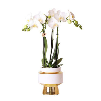 Weiße Phalaenopsis Orchidee Amabilis – 2–3 Zweige – Ø9cm Le Chic Deko-Topf – Gold mit weißen Details – Blühende Zimmerpflanze – 40cm hoch