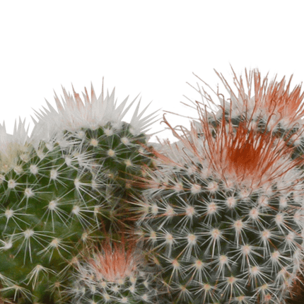 Kaktus Bolcactus Mix – 3 Pflanzen – Ø8,5cm Zimmerpflanzen im weißen Topf – Verschiedene Kugelkakteen – Pflegeleichte Mini-Kakteen für Fensterbank, Büro & Wohnzimmer