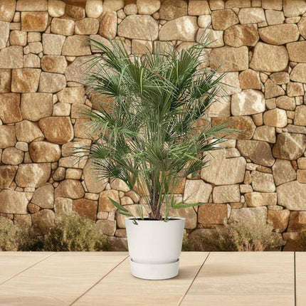 Grüne Zwergpalme – Chamaerops Humilis 170cm – Ø30cm – Mediterrane Kübelpflanze mit fächerförmigen Blättern – Robuste Palme für Garten, Terrasse, Wintergarten & Balkon – Pflegeleicht