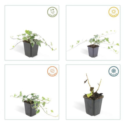 Weißgrüner Efeu Hedera helix 'Glacier' – 12 Pflanzen – ↕10-25cm – Ø9cm – Vielseitiger Bodendecker & Heckenpflanze – Pflegeleicht & schnell wachsend