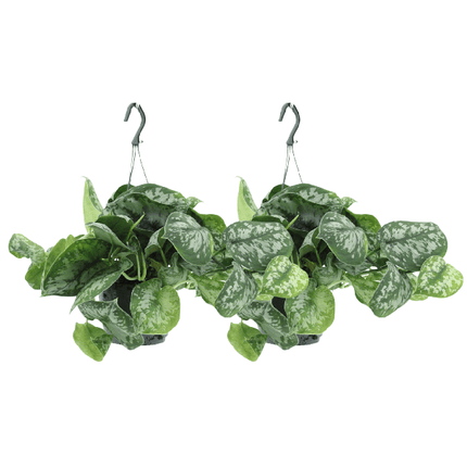 Efeutute – Scindapsus pictus Trebie Epipremnum – 2 Pflanzen – Ø15cm – Höhe ca. 25cm – Pflegeleichte Zimmerpflanzen – Rank- & Hängepflanzen mit silber gemusterten Blättern