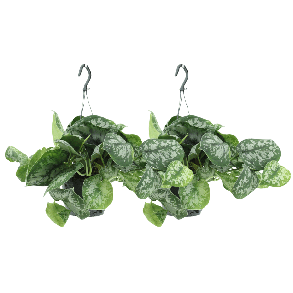 Efeutute – Scindapsus pictus Trebie Epipremnum – 2 Pflanzen – Ø15cm – Höhe ca. 25cm – Pflegeleichte Zimmerpflanzen – Rank- & Hängepflanzen mit silber gemusterten Blättern