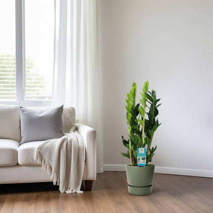 Glücksfeder – Zamioculcas Zamiifolia – Zimmerpflanze – Ø17cm – ca. 65cm hoch – pflegeleichte grüne Pflanze für Wohnung & Büro