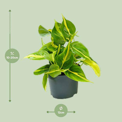 Philodendron Scandens Brasil – Zimmerpflanze – Ø12cm – Höhe ca. 20cm – Glänzende Blätter – Pflegeleicht & Halbschatten – Liebhaber