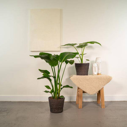 Pflanzenset Strelitzia Nicolai & Alocasia Macrorrhiza – 2 Zimmerpflanzen – Ø19cm – ↕85cm & ↕70cm Höhe – Immergrüne Blattschönheiten für Wohnzimmer & Büro