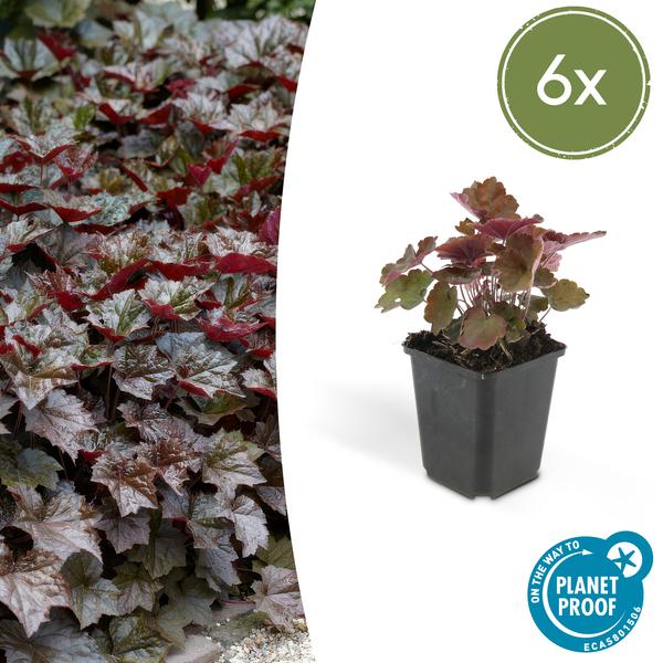 Heuchera 'Palace Purple' – Rotblättriges Silberglöckchen – Staude für Schatten & Beete – ↕10-25cm – Ø9cm – 6 Pflanzen – Pflegeleicht & bienenfreundlich – Für Garten & Pflanzgefäße