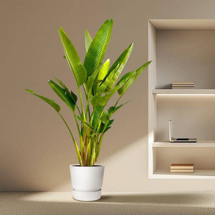 Baum-Strelitzie – Strelitzia Augusta mehrstämmig XXL – 225cm – Ø40cm – Weißer Paradiesvogel – Große Zimmerpflanze für Wohnzimmer, Büro & Wintergarten