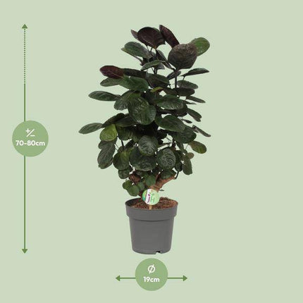 Fiederaralie Polyscias Scutellaria Fabian Zimmerpflanze Ø19cm ↕60cm – pflegeleichte Grünpflanze für Wohnzimmer, Büro & helle Standorte kaufen