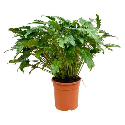 Philodendron Xanadu – Baumfreund – ca. 80cm hoch – Ø27cm – Tropische Zimmerpflanze mit dekorativen Blättern – Pflegeleichte Grünpflanze für Wohnzimmer & Büro