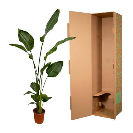 Strelitzia Nicolai – Baum-Strelitzie – 2 Stück – Zimmerpflanzen ca. 130cm – ø17cm – Weißer Paradiesvogel – Tropische XL-Grünpflanzen für Wohnzimmer, Büro & Wintergarten