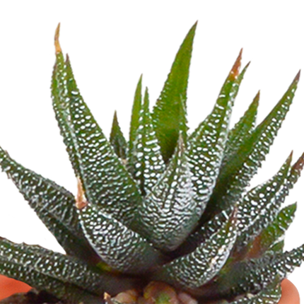 Kakteen und Sukkulenten Mix – 15 Pflanzen – Ø5,5cm Zimmerpflanzen – Verschiedene Arten wie Cereus, Echeveria, Haworthia & Crassula