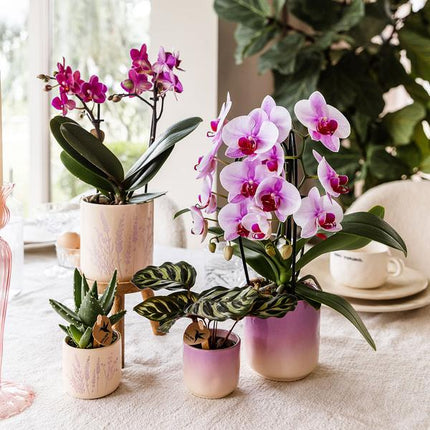 Gradience Übertopf Rosa – Ø9cm – Keramik – Blumentopf mit Farbverlauf – Glänzender Übertopf für Orchideen, Zimmerpflanzen & Sukkulenten