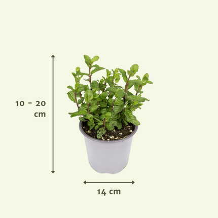 Gartenkräutermischung Zimmerpflanze Ø14cm – pflegeleichte Grünpflanze für Wohnzimmer, Büro & helle Standorte kaufen