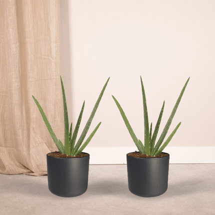 Sukkulente Aloe Vera – 2 Pflanzen – ca. 40cm Höhe – Ø12cm – pflegeleichte Zimmerpflanzen – luftreinigend & dekorativ