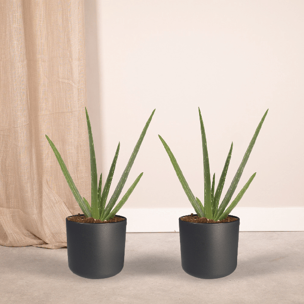 Sukkulente Aloe Vera – 2 Pflanzen – ca. 40cm Höhe – Ø12cm – pflegeleichte Zimmerpflanzen – luftreinigend & dekorativ