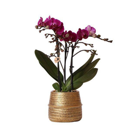 Phalaenopsis Orchidee – Flieder – Morelia – Mit goldfarbenem Groove Ziertopf – Ø9cm – 35cm hoch – Blühende Zimmerpflanze – Deko-Set für Wohnzimmer & Geschenkidee