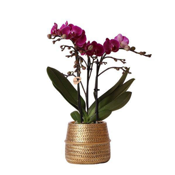 Phalaenopsis Orchidee – Flieder – Morelia – Mit goldfarbenem Groove Ziertopf – Ø9cm – 35cm hoch – Blühende Zimmerpflanze – Deko-Set für Wohnzimmer & Geschenkidee