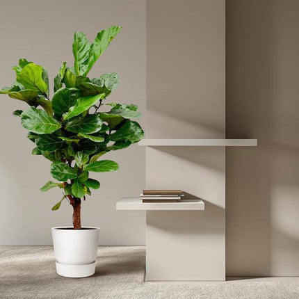 Geigenfeige Ficus Lyrata Zimmerpflanze Ø27cm ↕130cm – pflegeleichte Grünpflanze für Wohnzimmer, Büro & helle Standorte kaufen