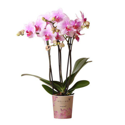 Phalaenopsis Orchidee – Rosa Mineral Rotterdam – Ø9cm – Blühende Zimmerpflanze – 2–3 Zweige – Pflegeleicht & dekorativ – Für Wohnzimmer, Büro & Bad