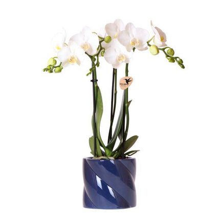 Amabilis Orchidee Weiß – Zimmerpflanze Ø9cm – inkl. Candy – Übertopf Blau – Elegante Orchidee mit 2-3 Blütenstielen