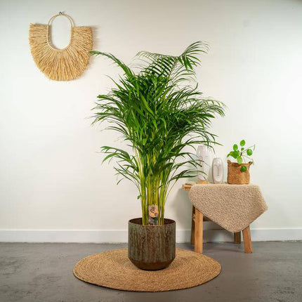 Areca-Palme – Betelpalme Dypsis lutescens – Ø24cm – 130cm Höhe – Luftreinigende Goldfruchtpalme – Tropische Zimmerpflanze für gesundes Raumklima