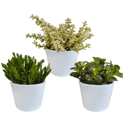 Sukkulenten Mix 3 Pflanzen Ø10,5cm – pflegeleichtes Pflanzen Set für Urban Jungle, Fensterbank, Wohnzimmer & Büro