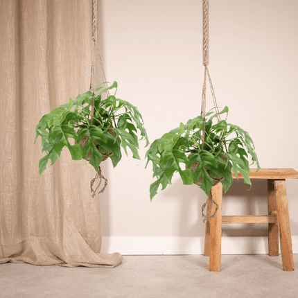 Lochpflanze – Monstera Minima im Kokodama Topf – 2 Zimmerpflanzen Ø15cm Kokosfaser-Topf – ca. 25cm hoch – Nachhaltige Hängepflanze
