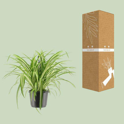 Grünlilie – Chlorophytum comosum Variegatum – Ø17cm – ↕30cm – Beliebte Spinnenpflanze mit grün-weiß gestreiften Blättern – Pflegeleichte & luftreinigende Zimmerpflanze für Zuhause & Büro