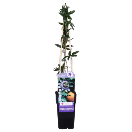 Passionsblume Blau – Passiflora caerulea – Ø15cm – ca. 65cm hoch – Winterharte Kletterpflanze mit exotischen Blüten – Für Pergola, Zaun & Rankgitter