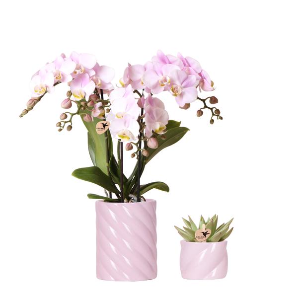 Valentins Pflanzen Set Candy Pink – Pink Portugal Phalaenopsis Orchidee + Sukkulente – 2 Keramik Übertöpfe in Candy Pink – romantisches Geschenkset für Valentinstag, Deko & Zuhause