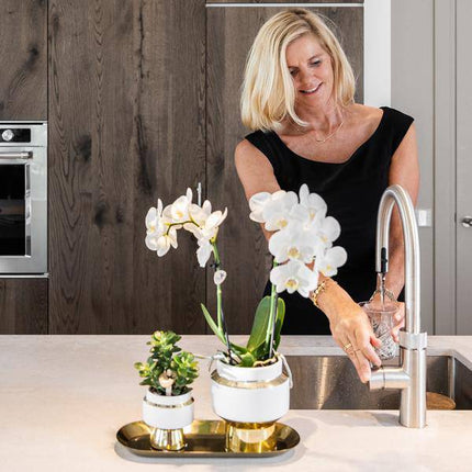 Pflanzenset – Weiße Orchidee & Sukkulente im goldenen Deko – Set – Inklusive Le Chic Ziertöpfen & Tablett – Elegante Zimmerpflanzen – Kombi