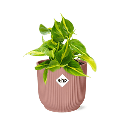 Baumfreund Philodendron Scandens 'Brasil' – Zimmerpflanze inkl. Ziertopf Vibes Fold Rosa Ø14cm – Herzförmige Blätter mit gelbgrüner Zeichnung