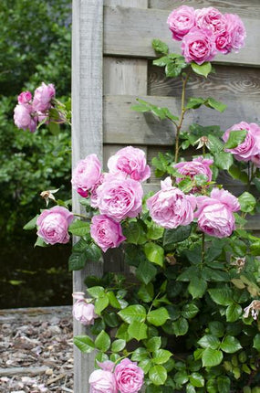 Rose Crazy in Love Pink – Rosa Kletterrose – Ø15cm – ↕65cm Höhe – Duftende Gartenrose mit langer Blütezeit – Für Terrasse, Balkon & Garten