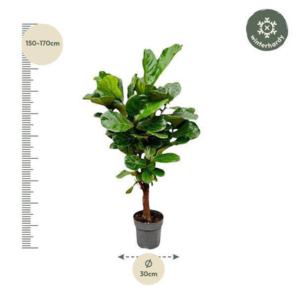 Geigenfeige Ficus Lyrata Zimmerpflanze Ø27cm ↕130cm – pflegeleichte Grünpflanze für Wohnzimmer, Büro & helle Standorte kaufen