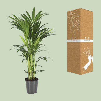 Kentiapalme Howea Forsteriana – Ø21cm – ↕100cm – Pflegeleichte Zimmerpalme mit luftreinigender Wirkung – Tropische Grünpflanze für Wohnzimmer, Büro & Wintergarten